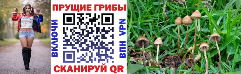 купить  сайты  Шагонар  Псилоцибиновые грибы ЛСД 